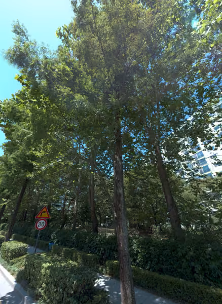 tree photo
