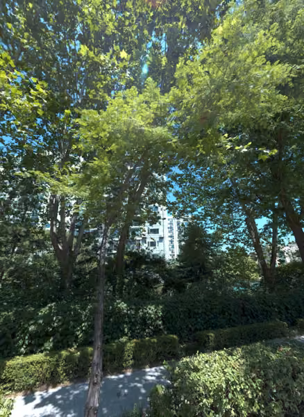 tree photo