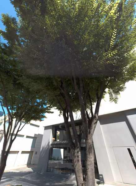 tree photo