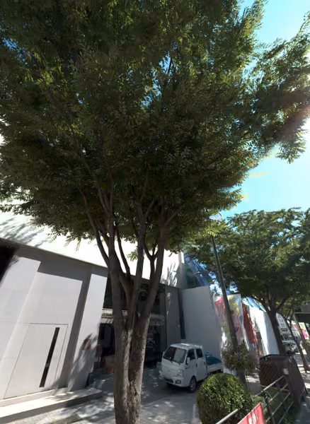 tree photo
