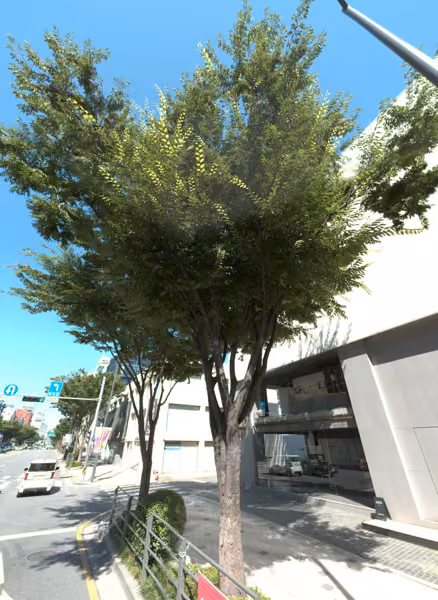 tree photo