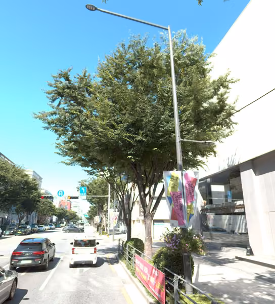 tree photo