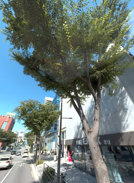 tree photo
