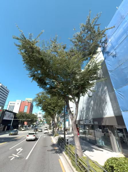tree photo