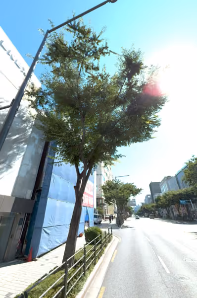 tree photo
