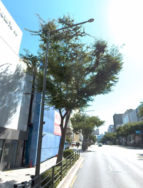tree photo