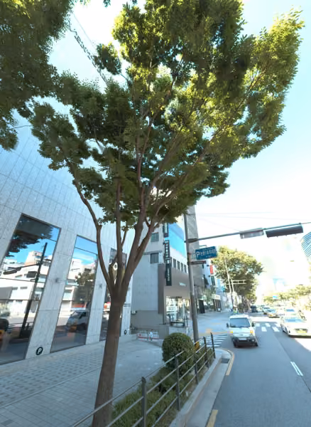 tree photo