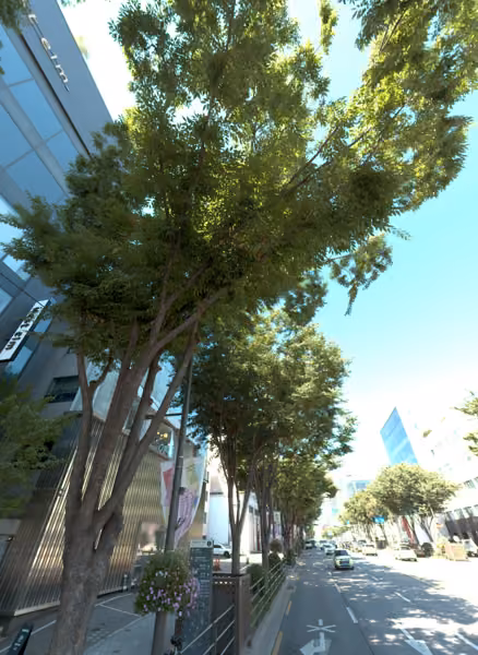 tree photo