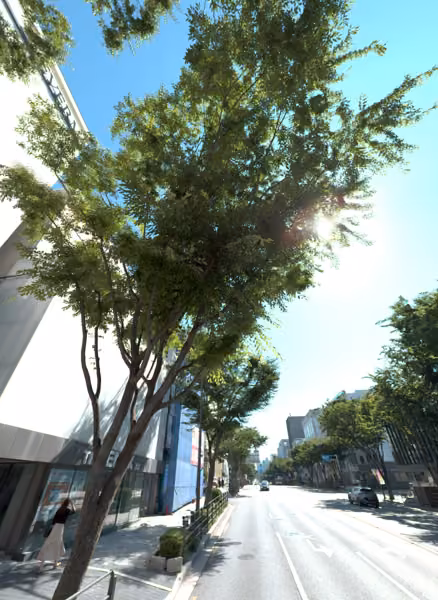 tree photo