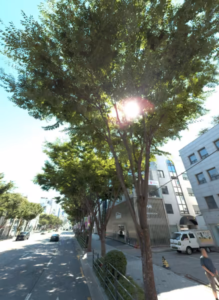 tree photo