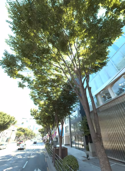 tree photo