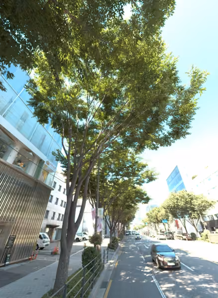 tree photo
