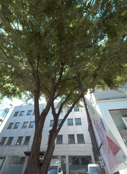 tree photo