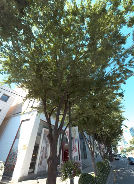 tree photo
