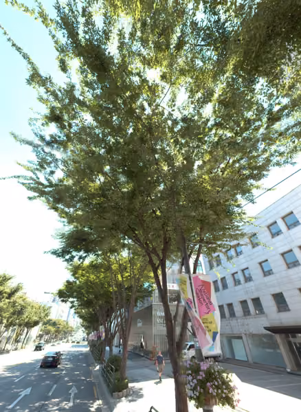 tree photo