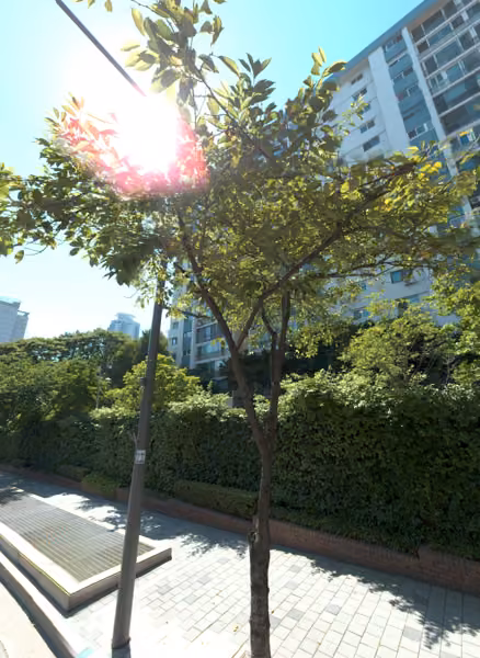 tree photo