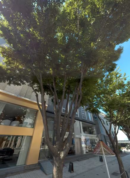 tree photo