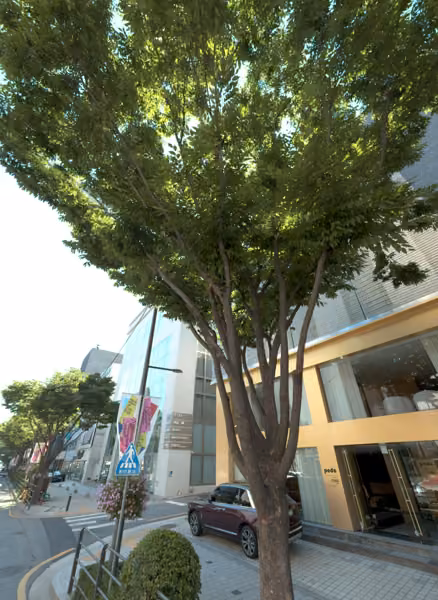 tree photo