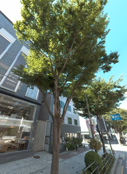 tree photo
