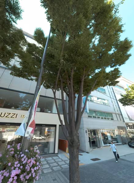 tree photo