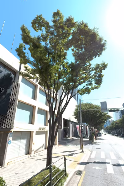 tree photo
