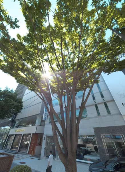 tree photo