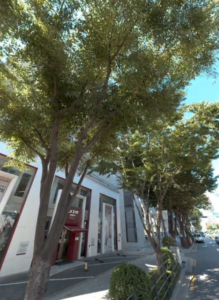 tree photo