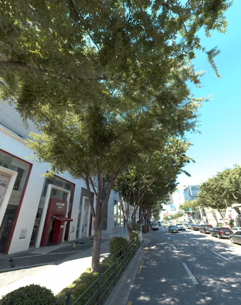 tree photo