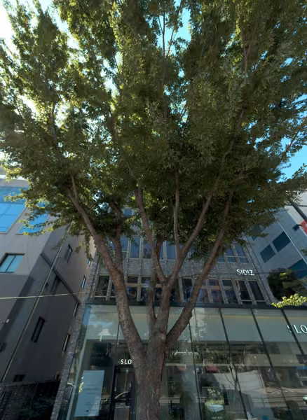 tree photo