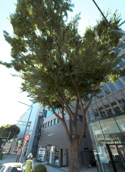 tree photo