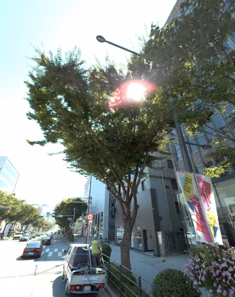 tree photo