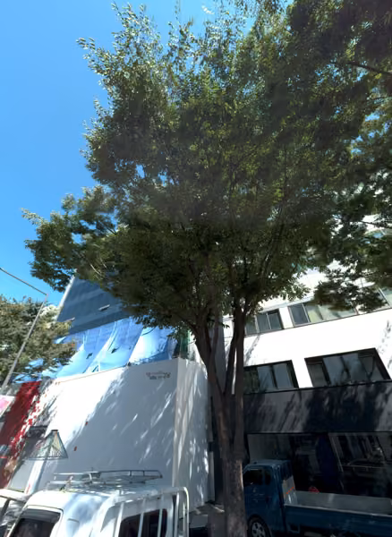 tree photo