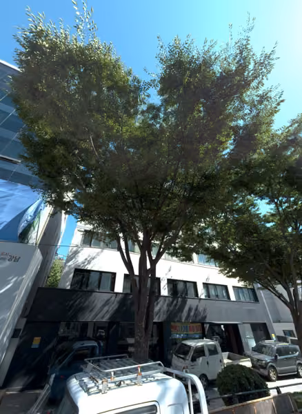 tree photo