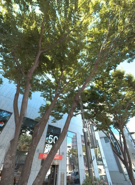 tree photo