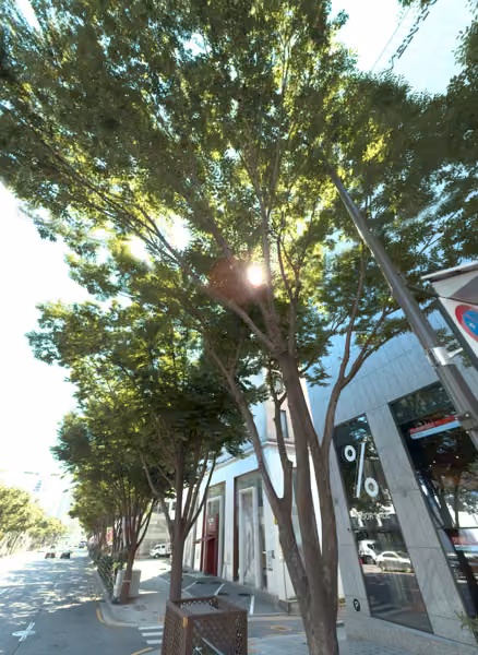 tree photo