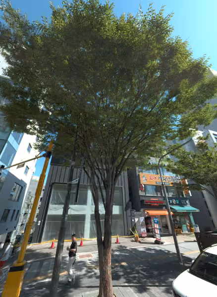 tree photo