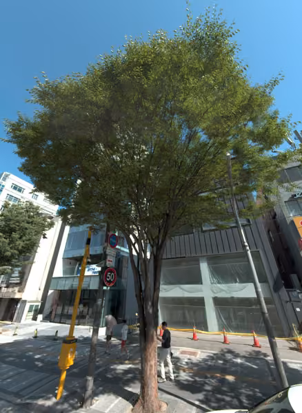 tree photo