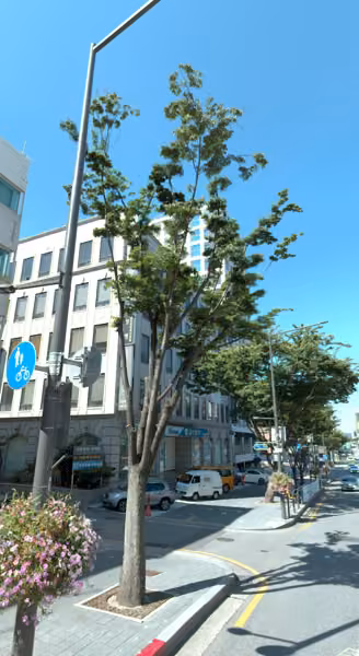 tree photo