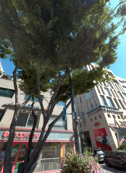 tree photo