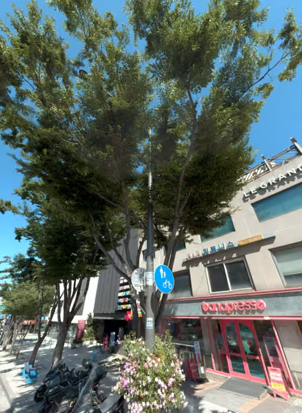 tree photo