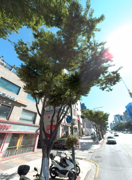 tree photo
