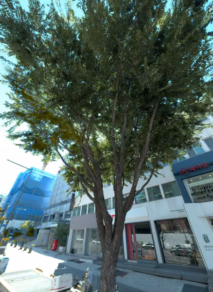 tree photo