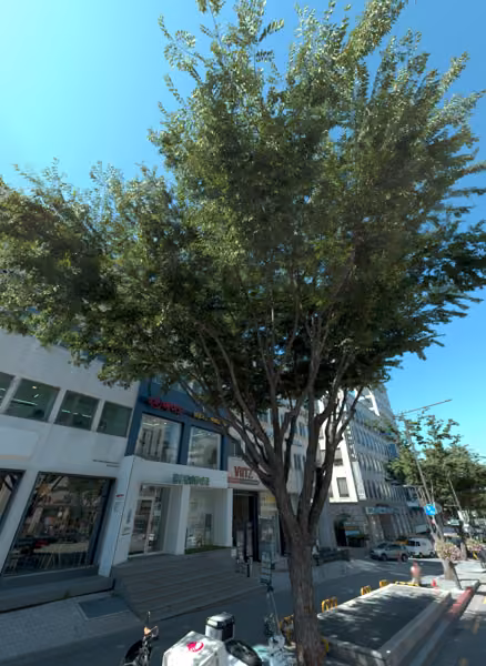 tree photo