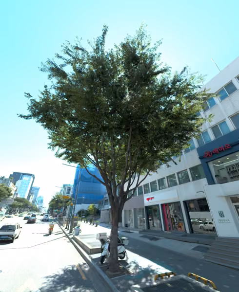 tree photo