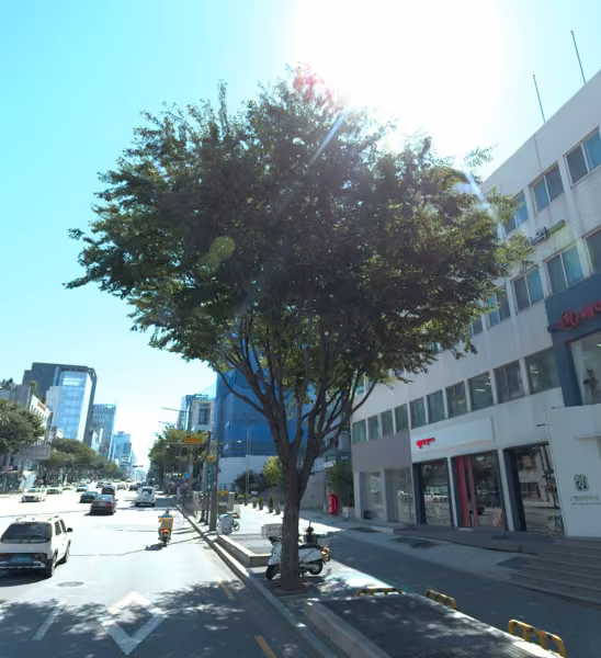 tree photo