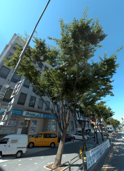 tree photo