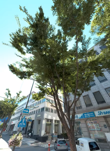 tree photo