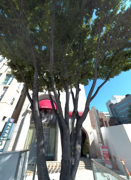 tree photo