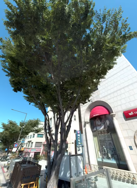 tree photo