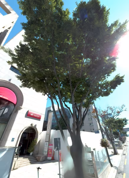 tree photo